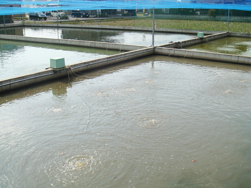 稚魚の泥池1
