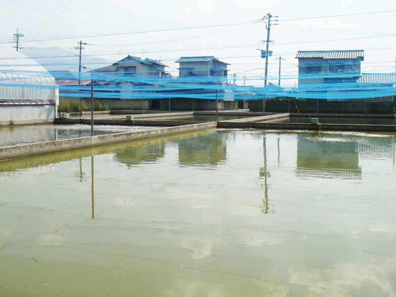 稚魚の泥池2