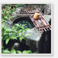 錦鯉の基礎知識